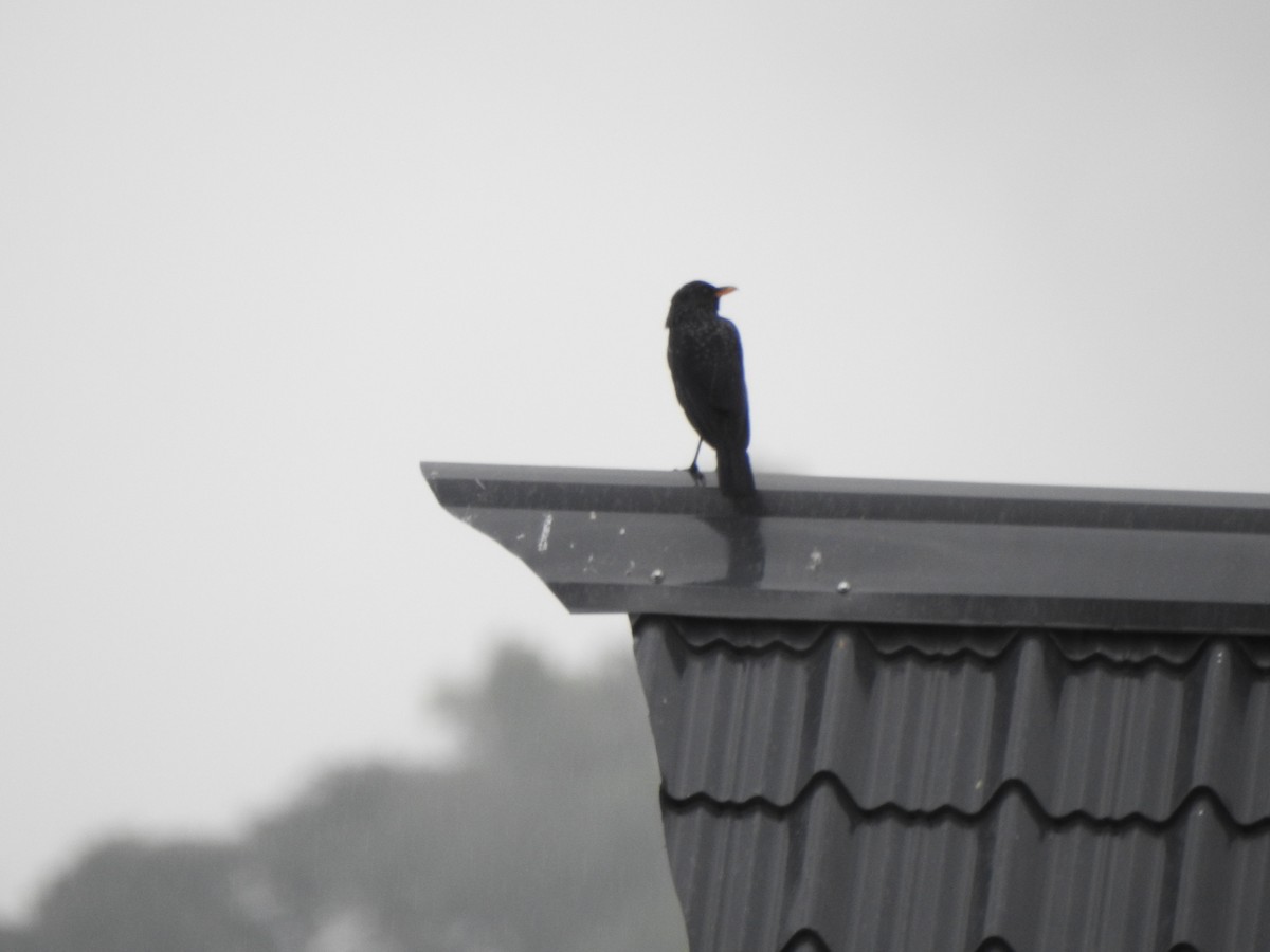 Blue Whistling-Thrush - Shouvik Sarkar