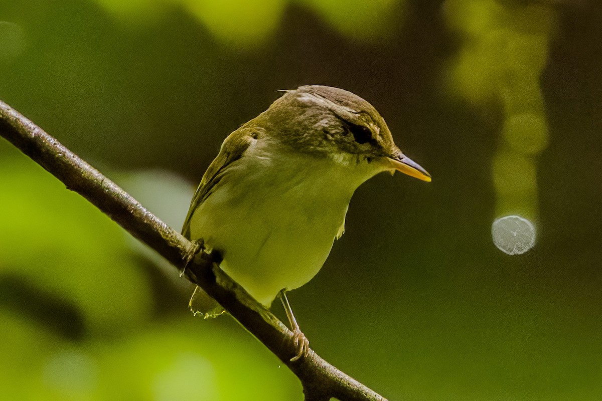 Eastern Crowned Warbler - manabu kimura