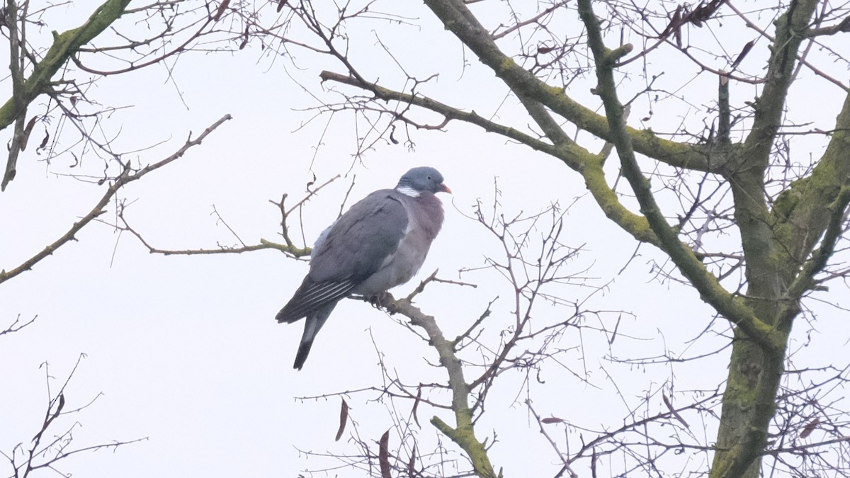 Common Wood-Pigeon - ML619335427