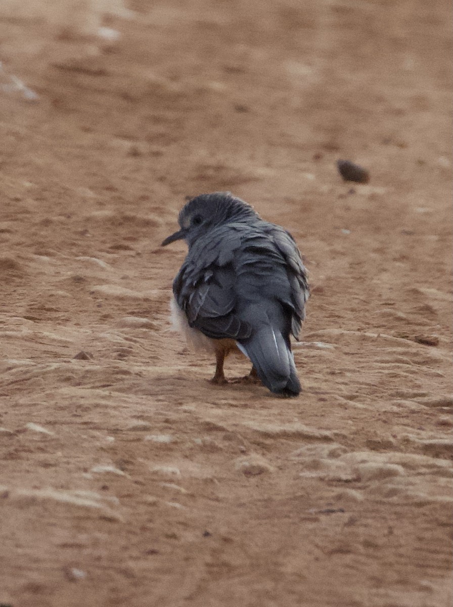 Peaceful Dove - ML619335431