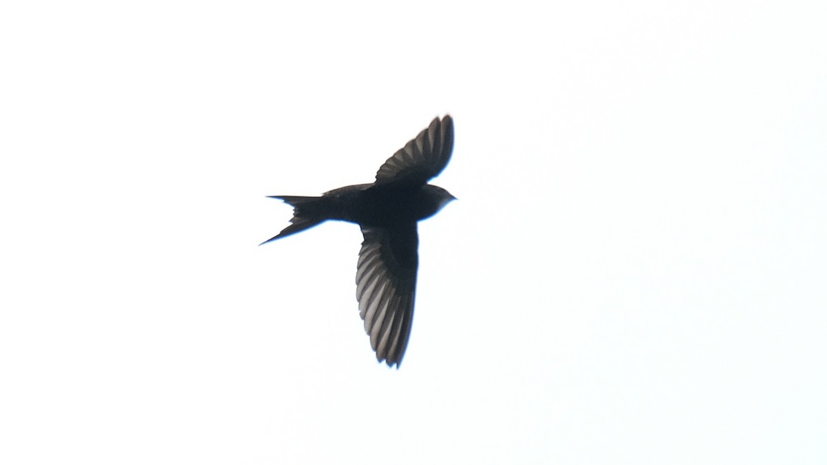 Common Swift - ML619335432