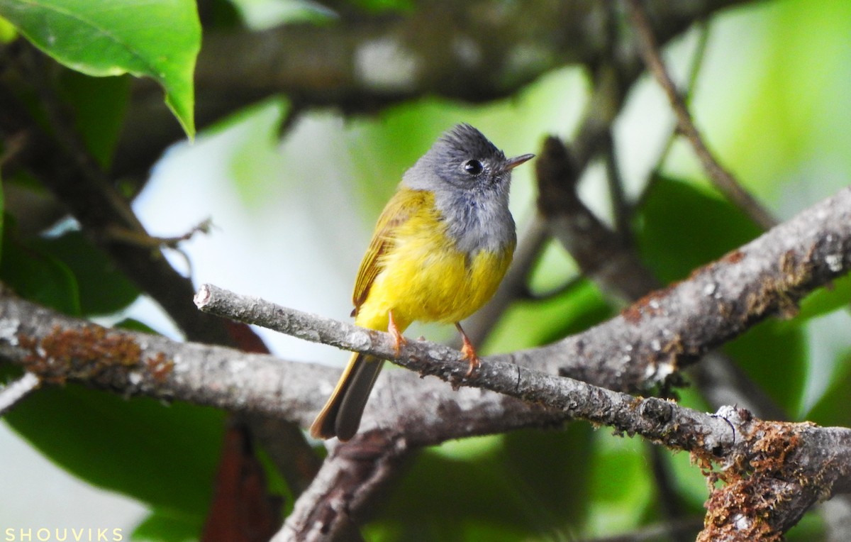 Gray-headed Canary-Flycatcher - Shouvik Sarkar