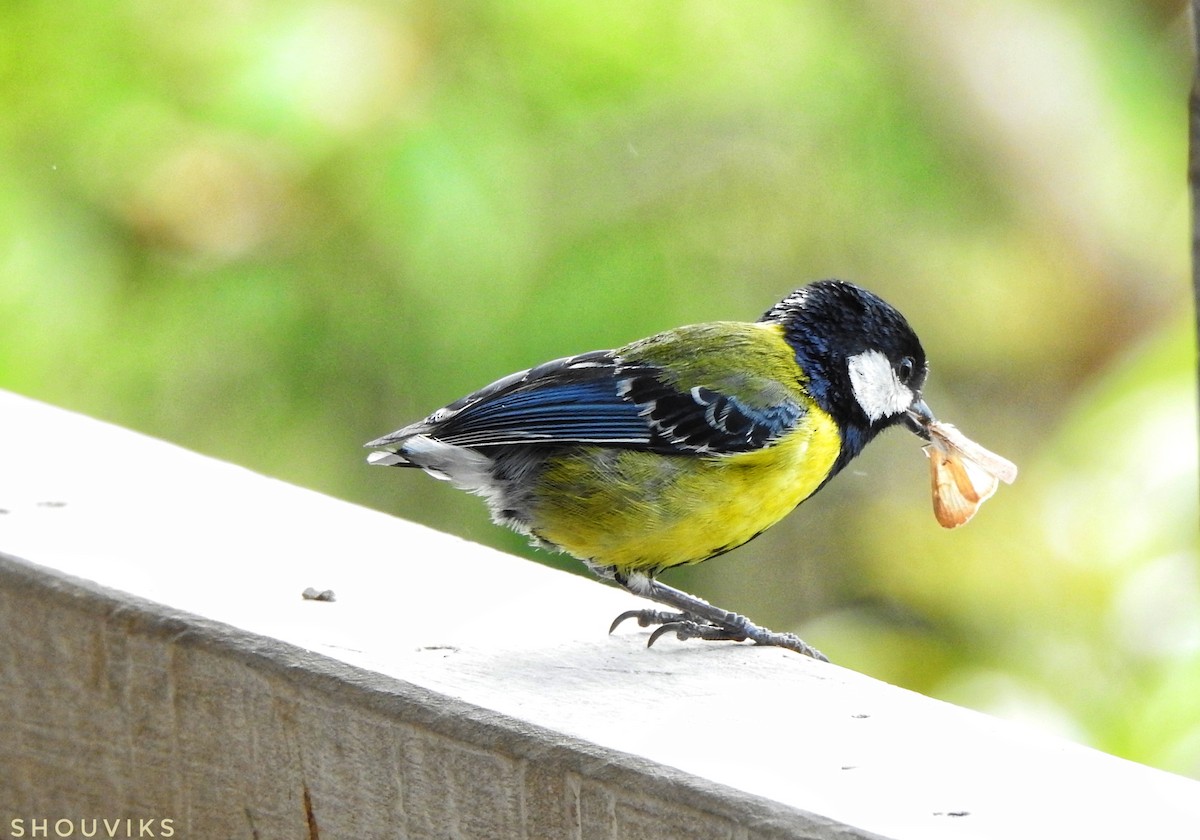 Green-backed Tit - Shouvik Sarkar