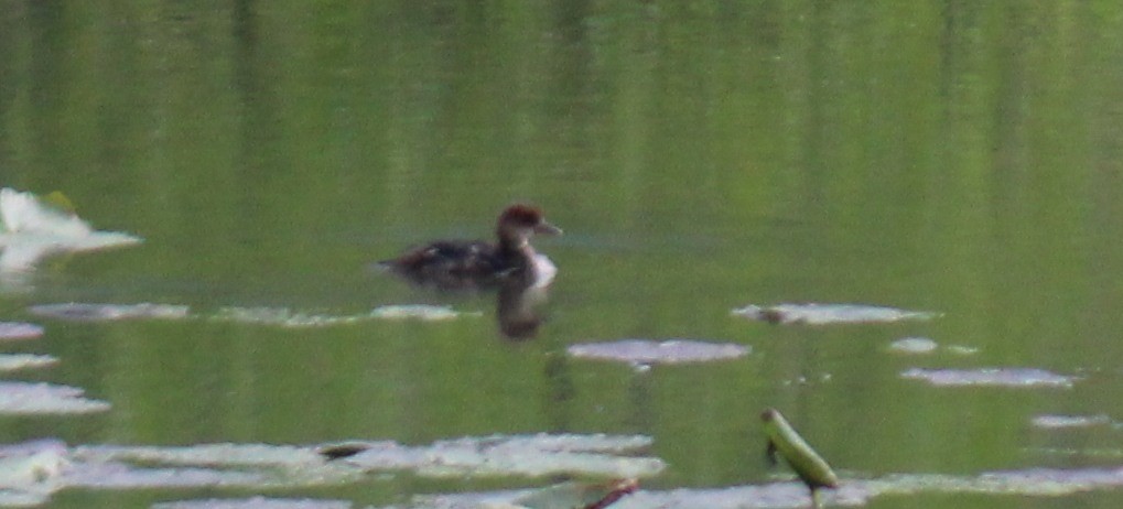 Pato sp. - ML619335487