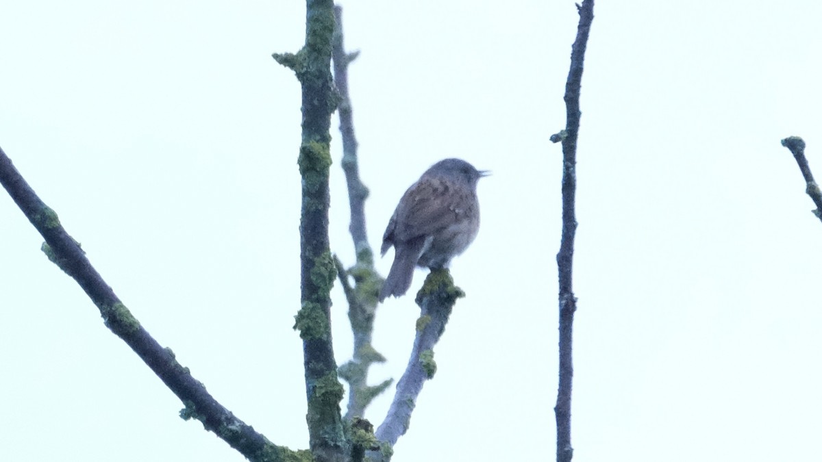 Dunnock - Reyhan Hamdi