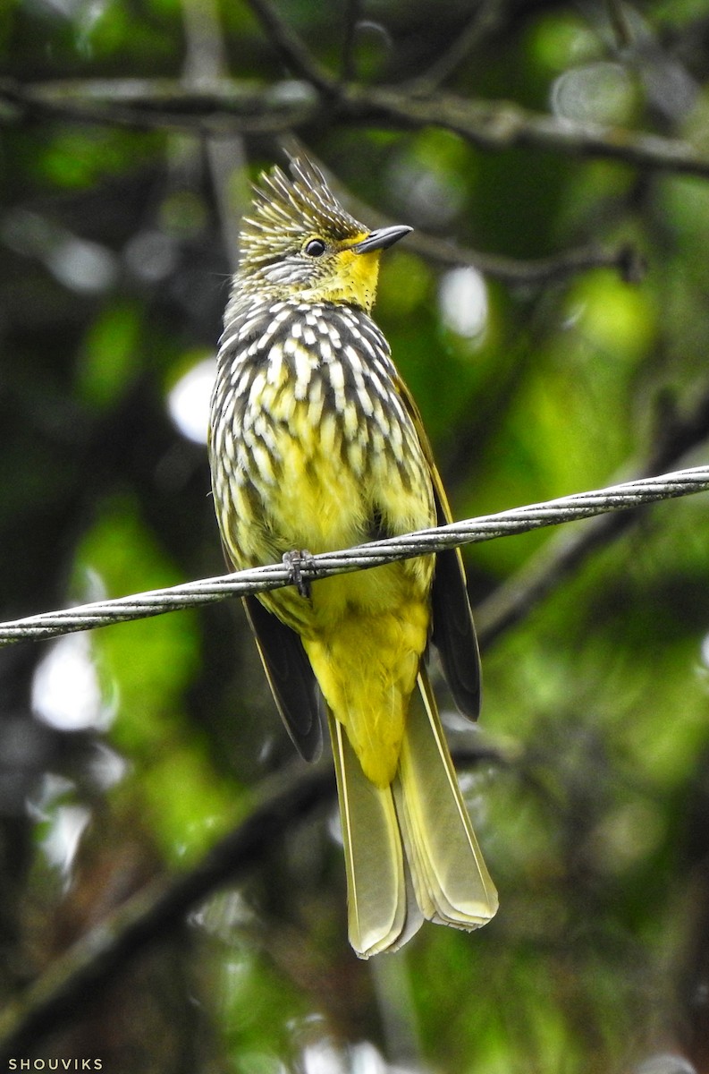 Striated Bulbul - ML619335490