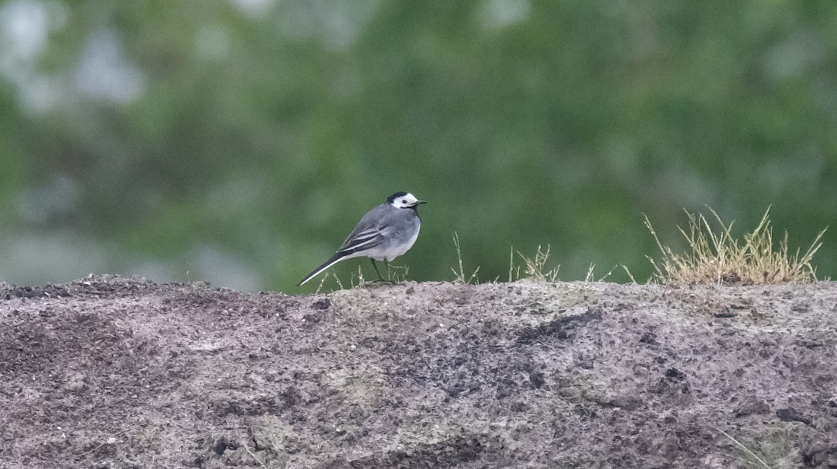 White Wagtail - ML619335491