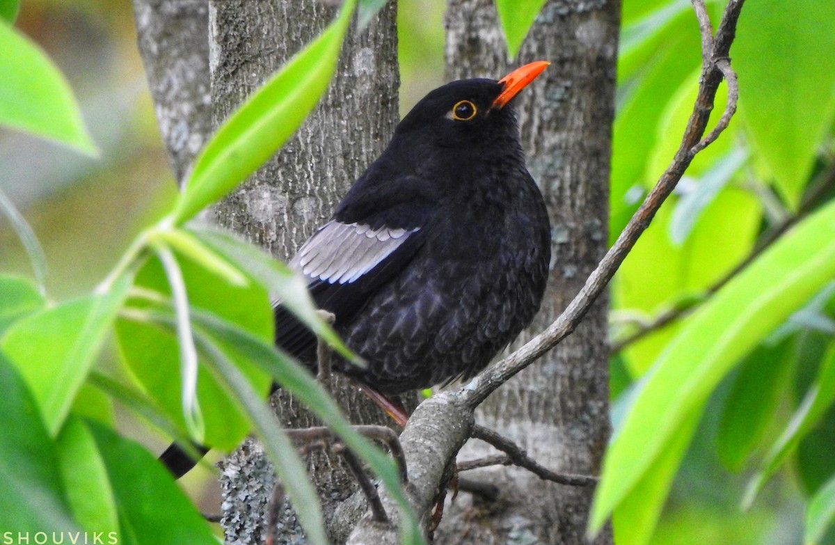 Gray-winged Blackbird - Shouvik Sarkar