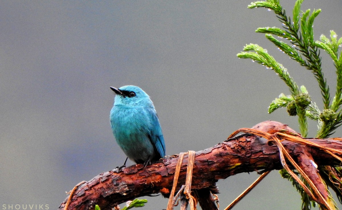 Verditer Flycatcher - Shouvik Sarkar