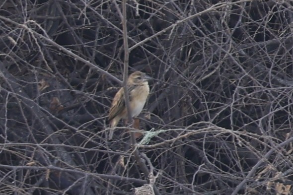 Baya Weaver - Grant Robinson