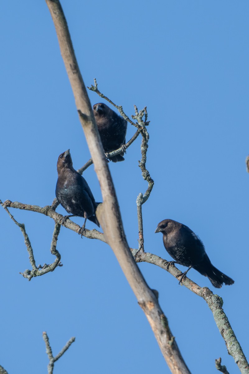 Brown-headed Cowbird - ML619335528