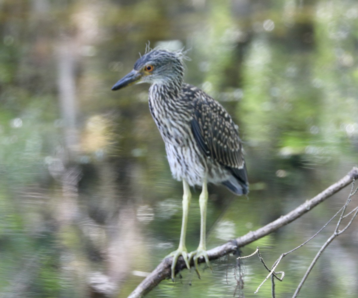 Yellow-crowned Night Heron - Randy Bumbury