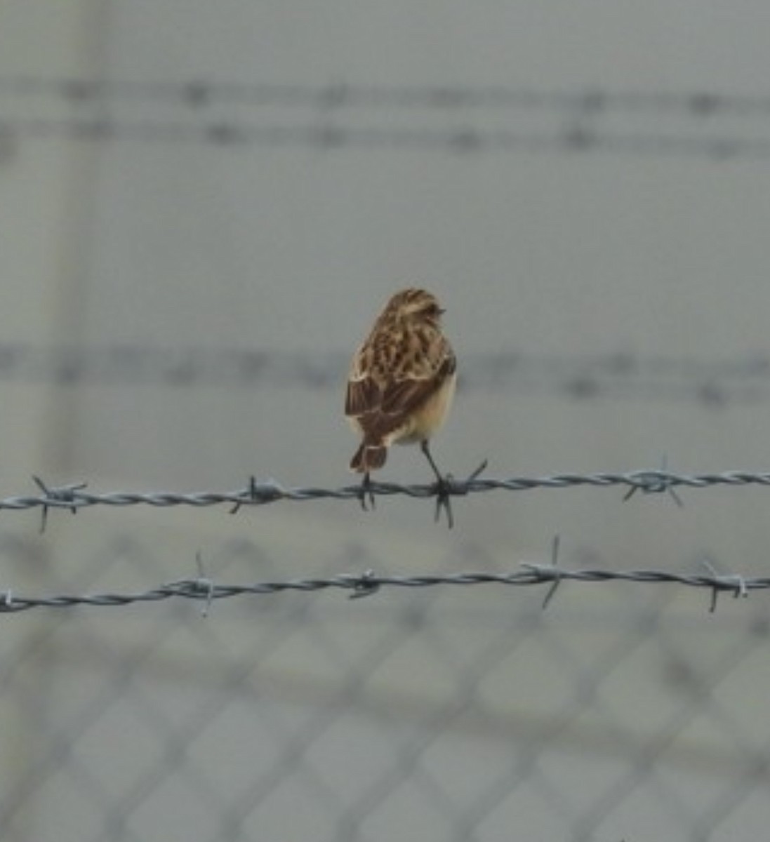Whinchat - ML619335544