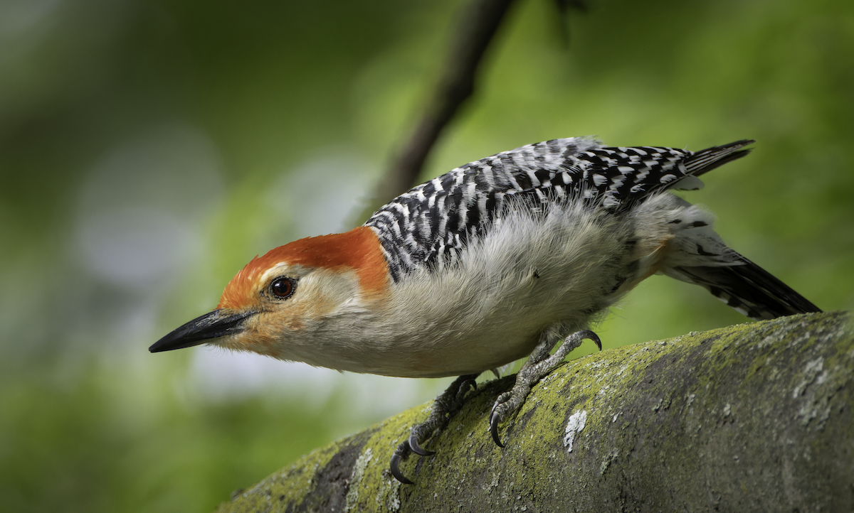 Red-bellied Woodpecker - ML619335555