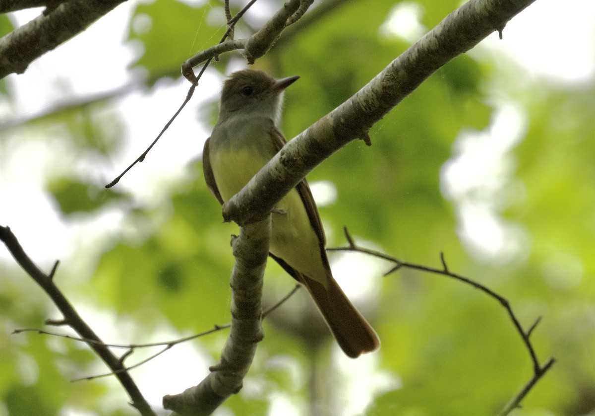 Great Crested Flycatcher - ML619335561