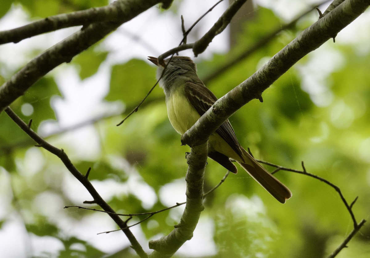 Great Crested Flycatcher - ML619335562