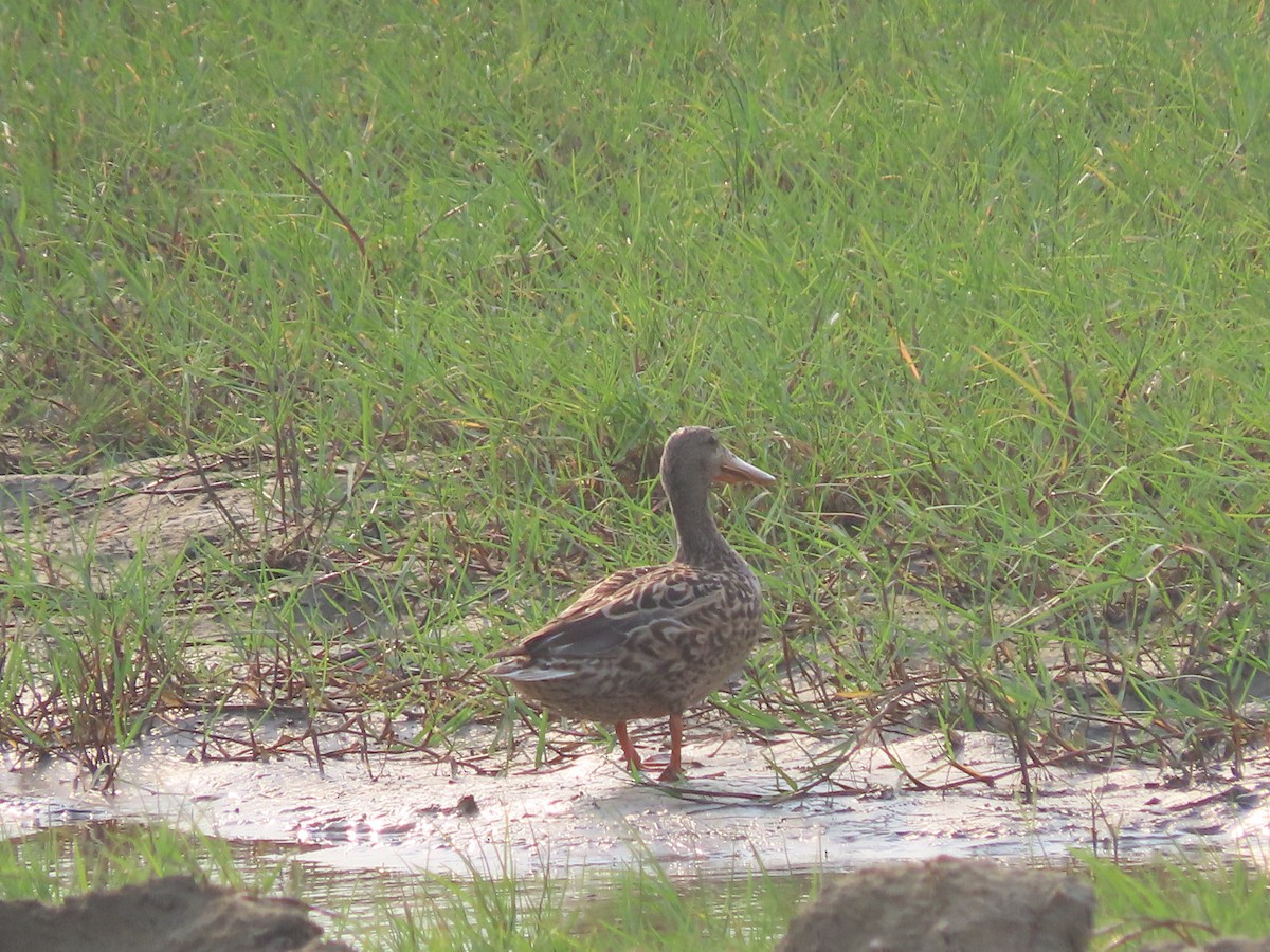 Northern Shoveler - Md. Sumon Mia