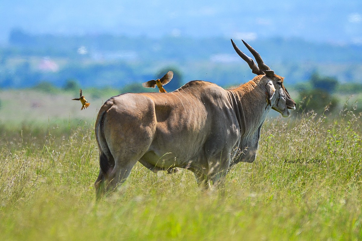 Red-billed Oxpecker - Chris Kieu