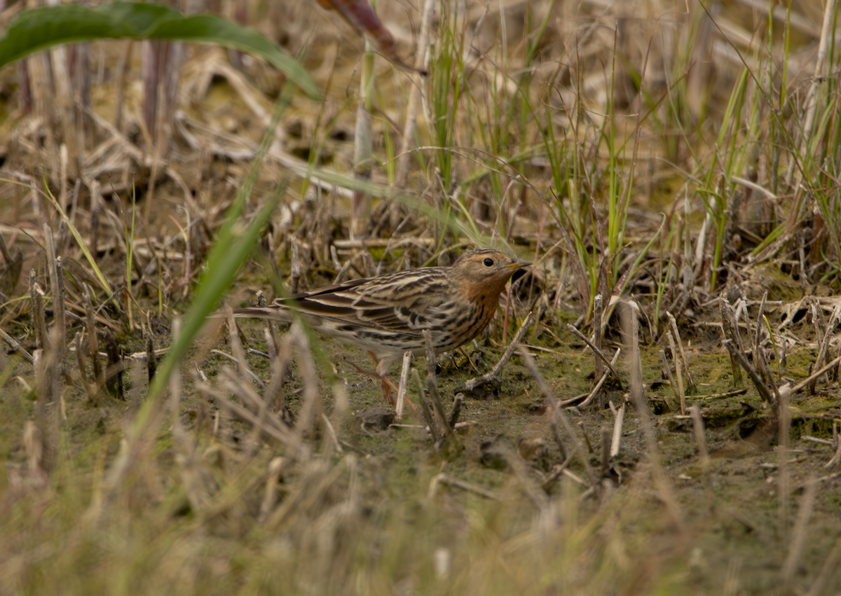 Red-throated Pipit - Natalia Drabina