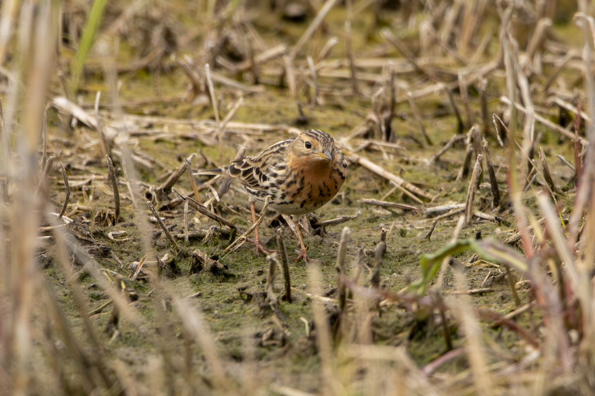 Red-throated Pipit - Natalia Drabina