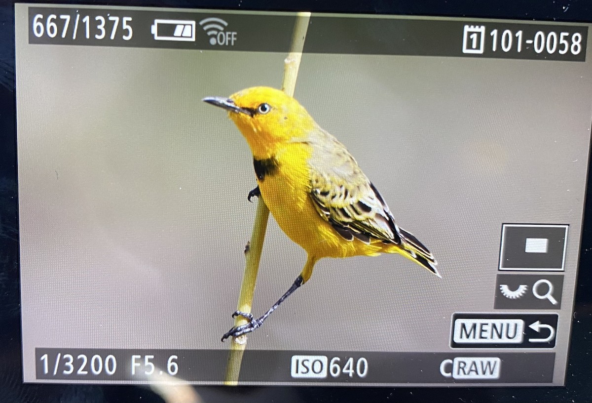 Yellow Chat - Tobias  Aakesson