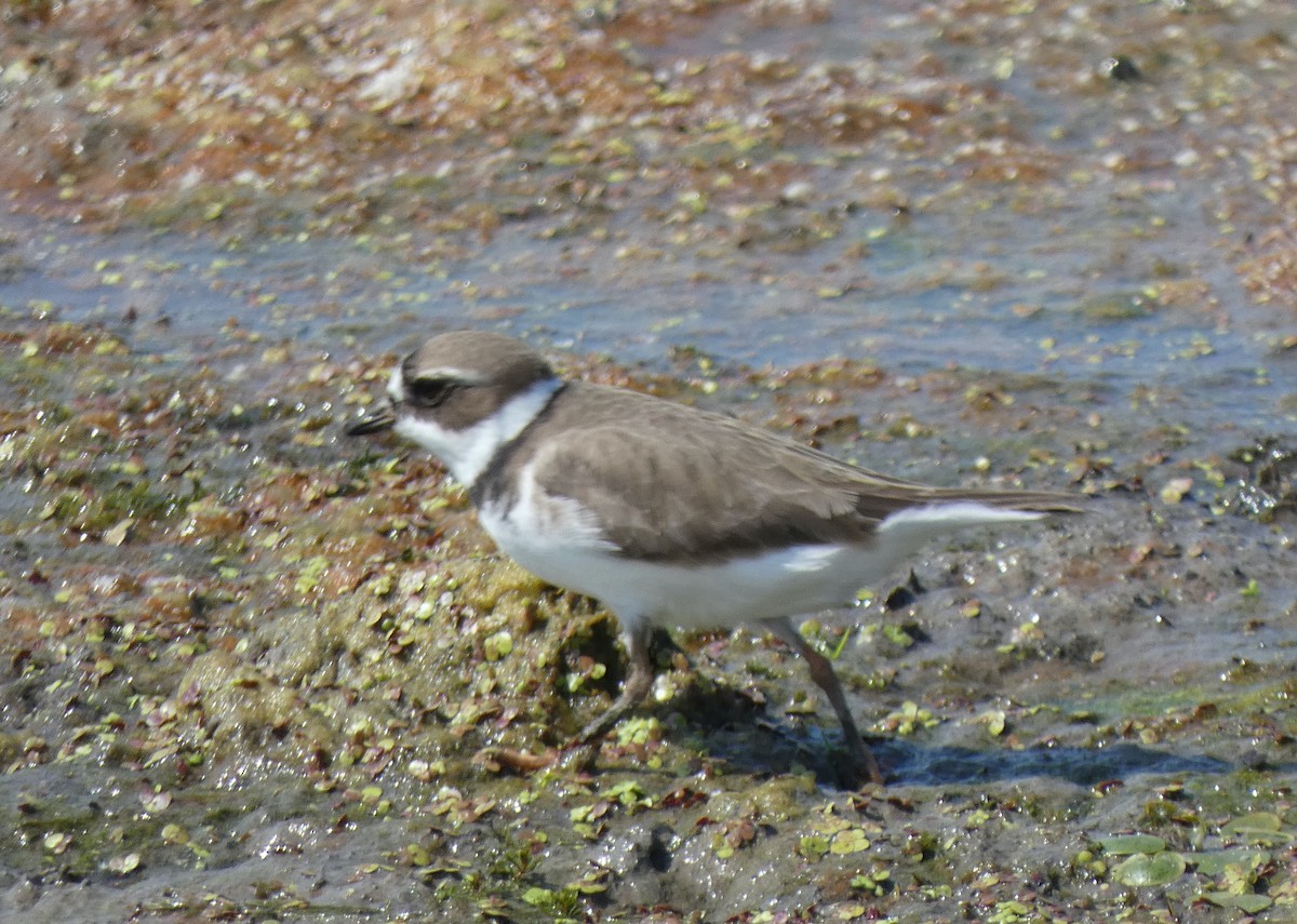 Semipalmated Plover - ML619335599