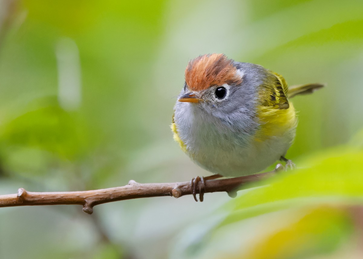 Chestnut-crowned Warbler - Ayuwat Jearwattanakanok