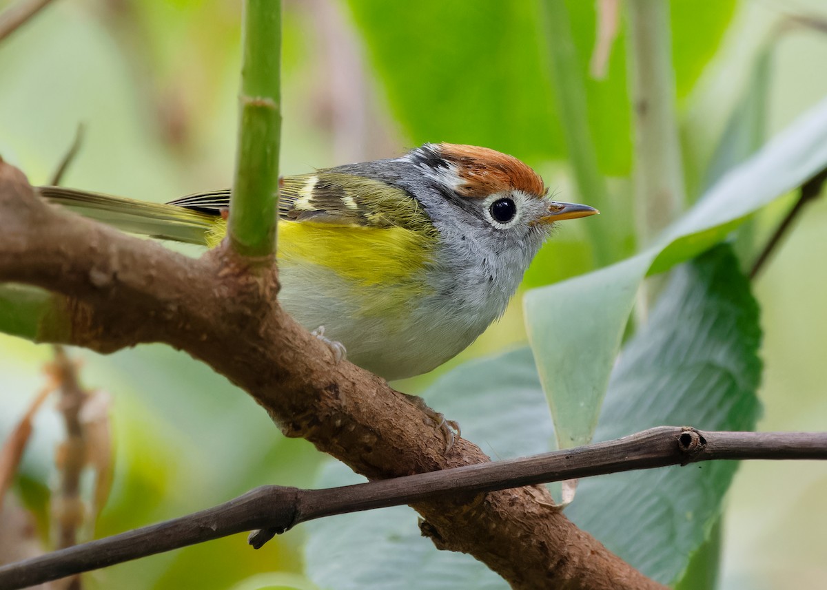 Chestnut-crowned Warbler - Ayuwat Jearwattanakanok