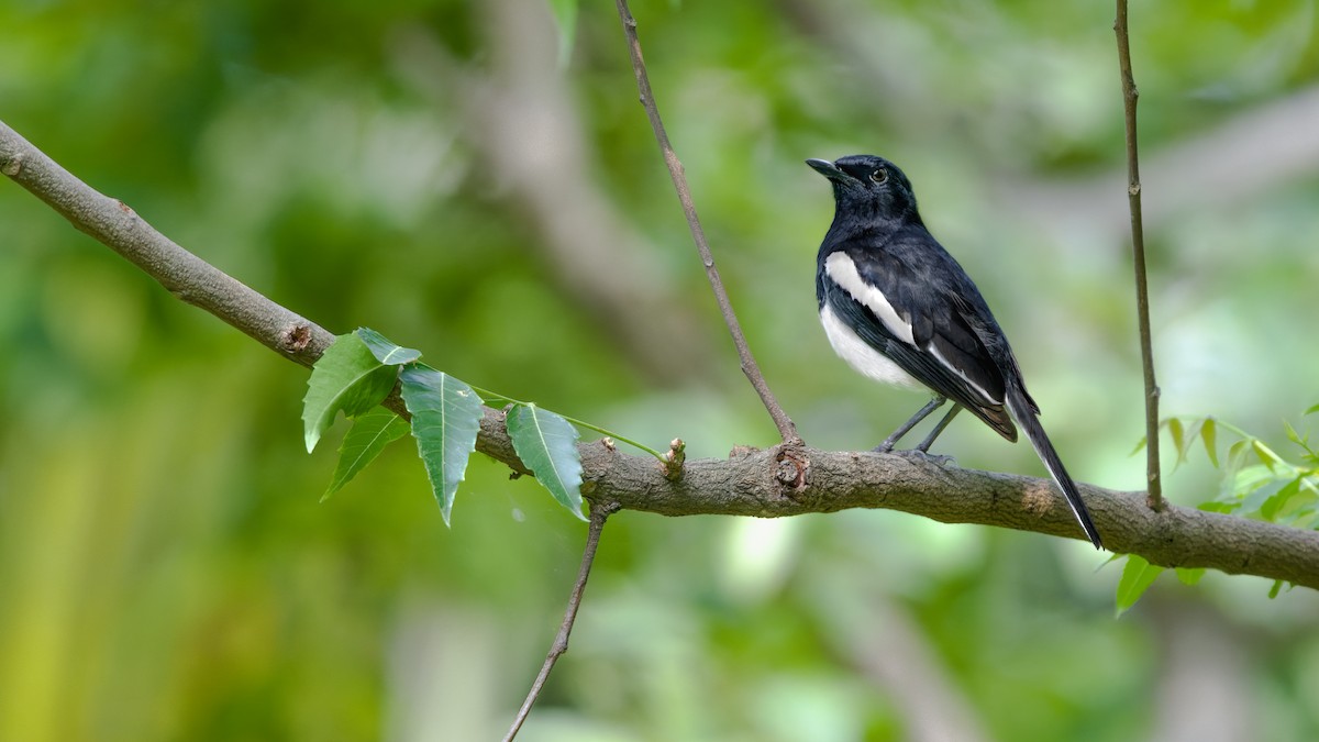 Oriental Magpie-Robin - ML619335642