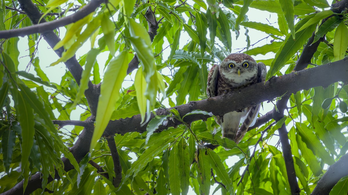 Spotted Owlet - Rahul Baidya