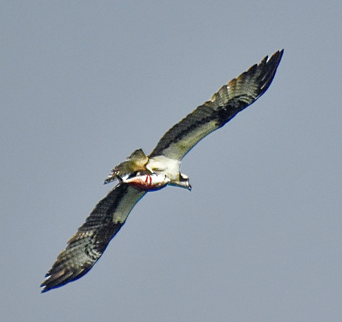 Osprey - Michael Brower