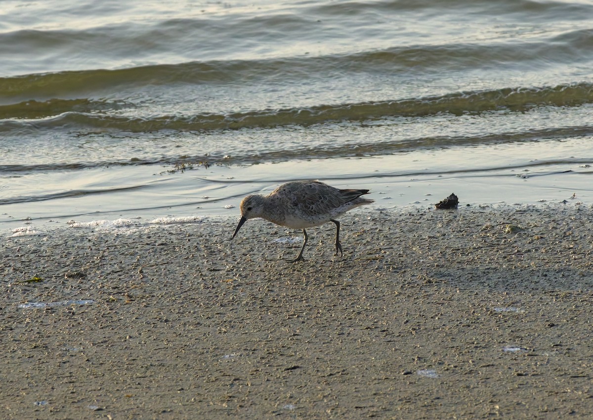 Red Knot - ML619335662