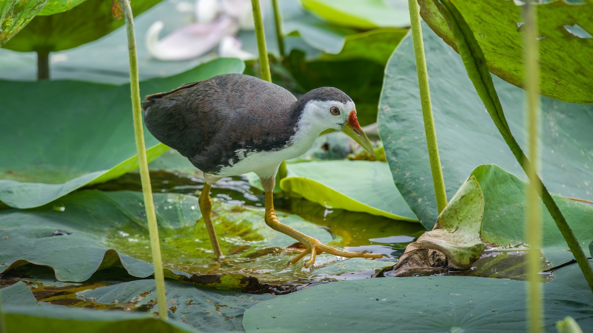 White-breasted Waterhen - Rahul Baidya