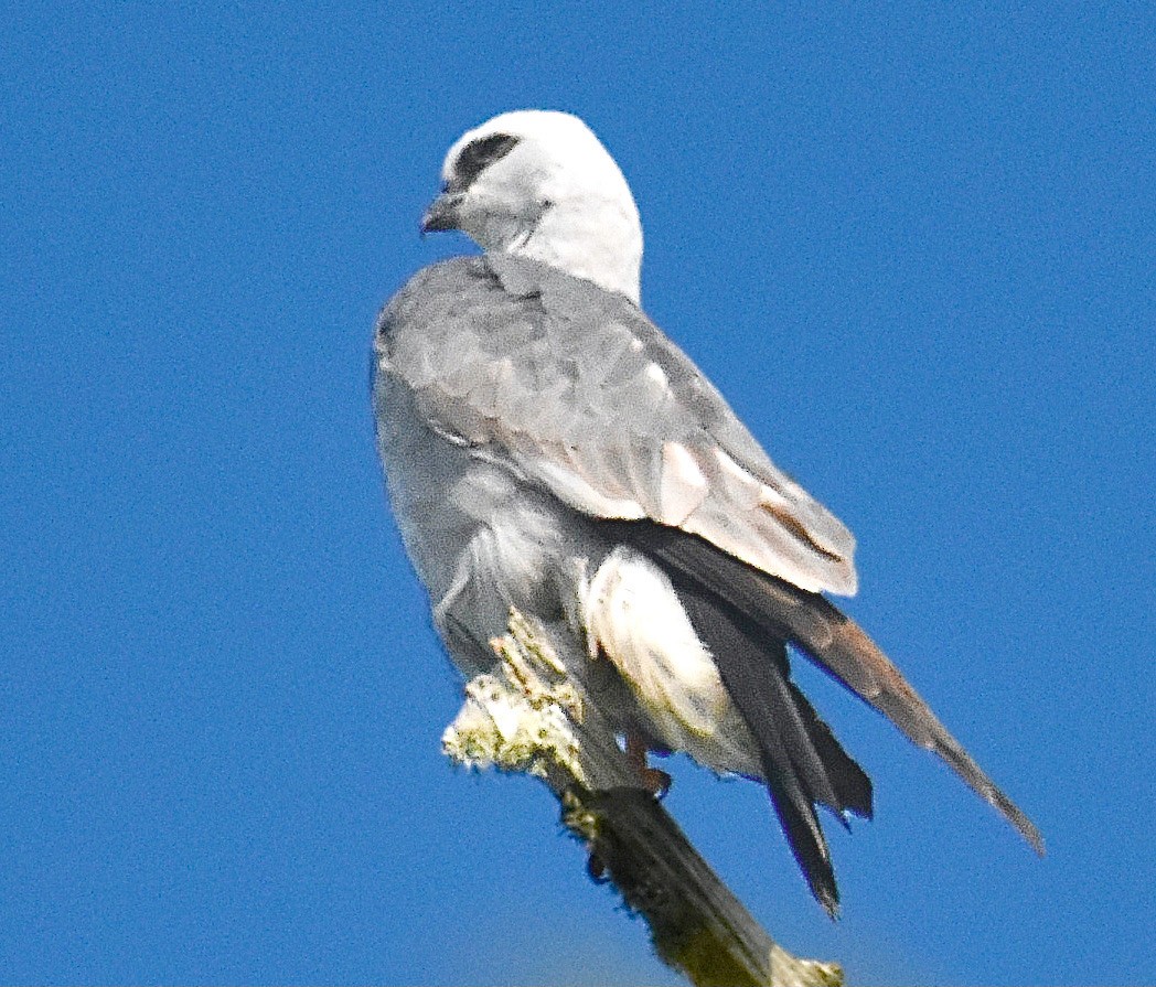 Mississippi Kite - Michael Brower