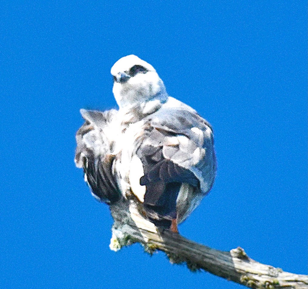 Mississippi Kite - Michael Brower