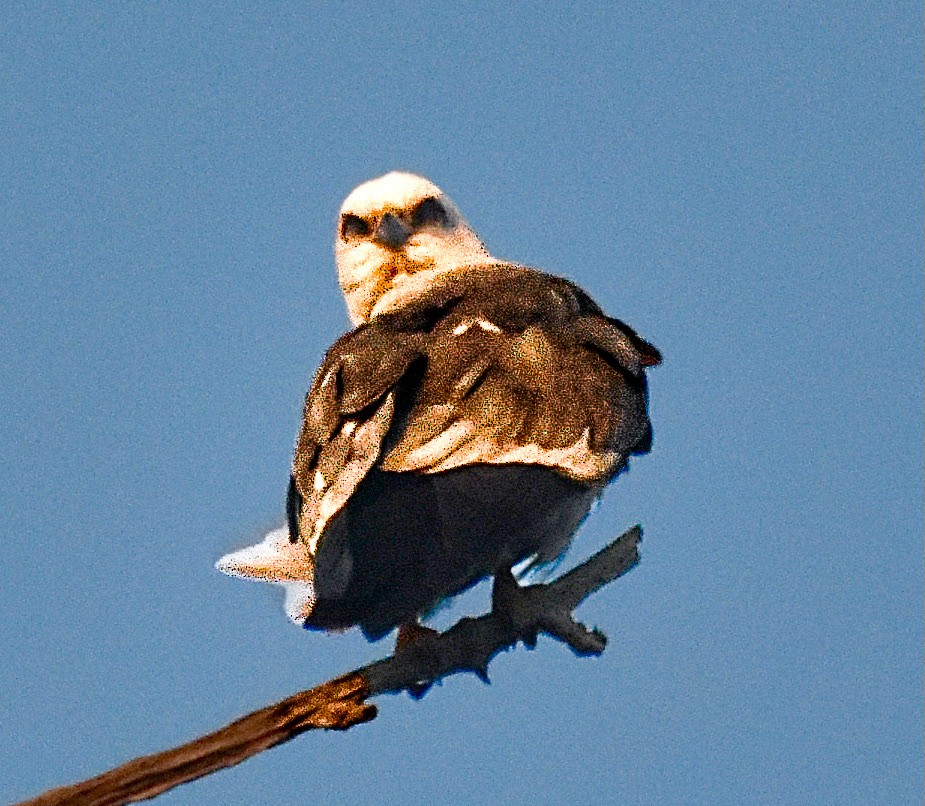 Mississippi Kite - Michael Brower