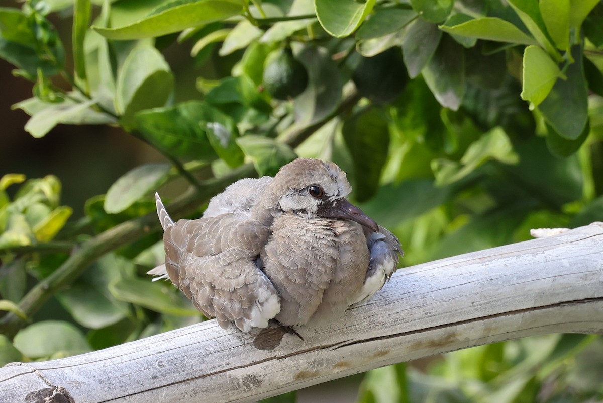 White-winged Dove - Ian Thompson