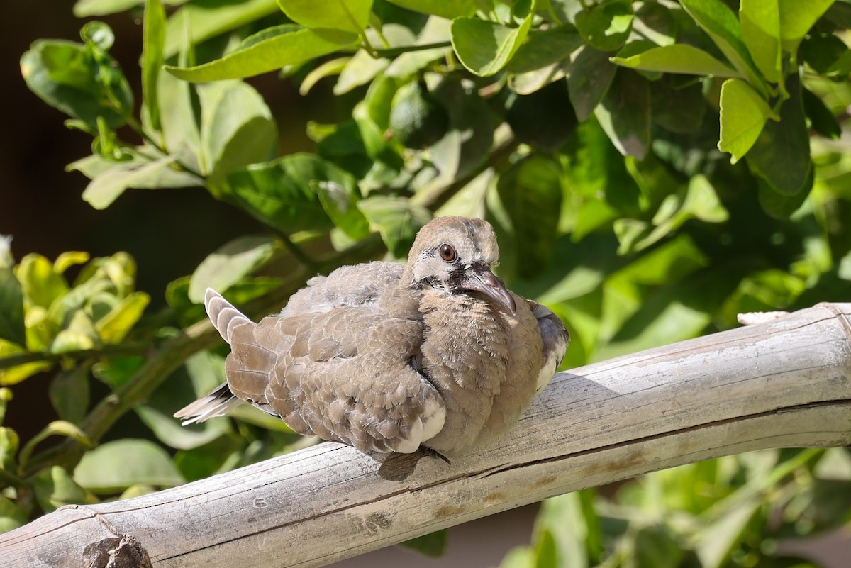 White-winged Dove - Ian Thompson