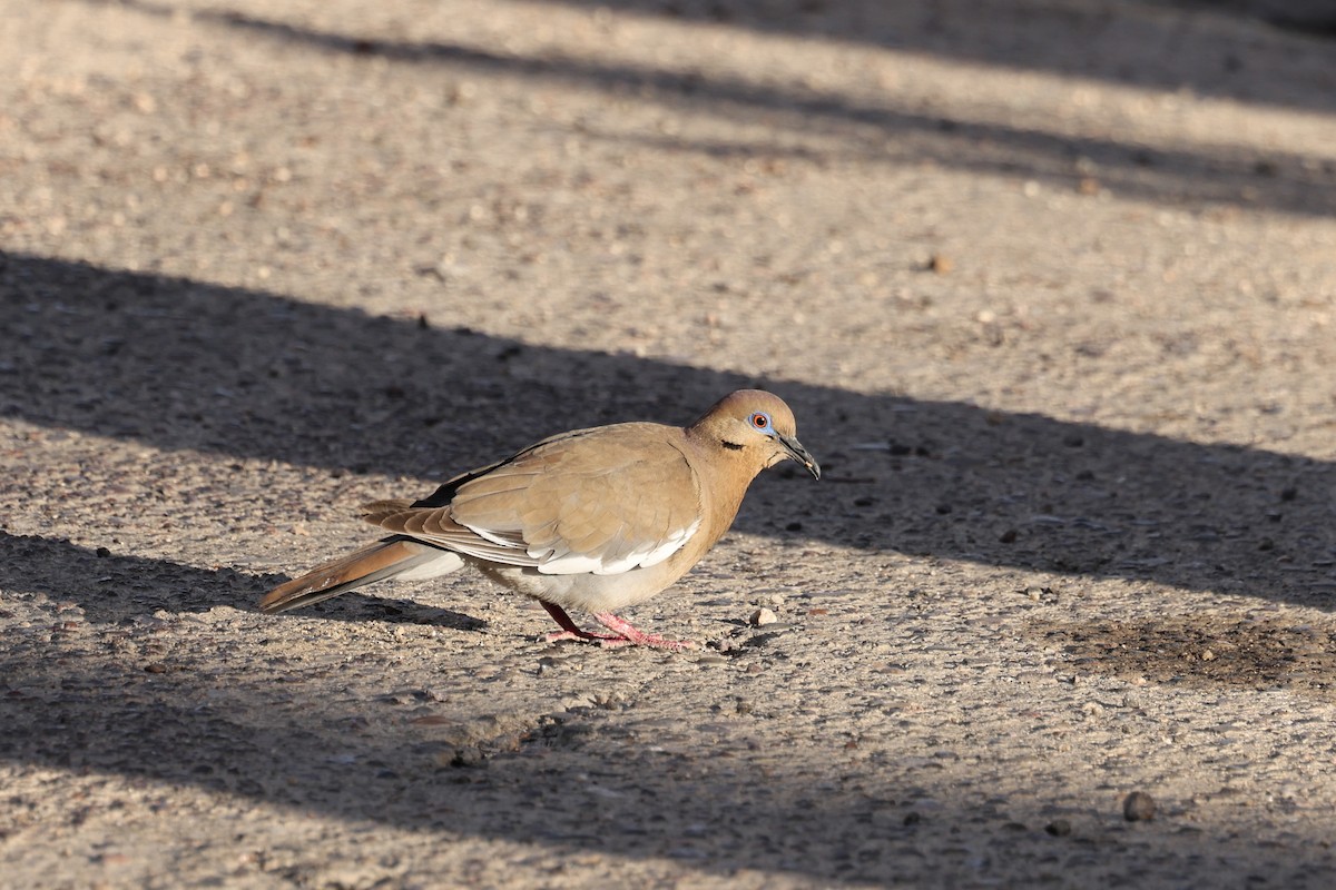 White-winged Dove - Ian Thompson