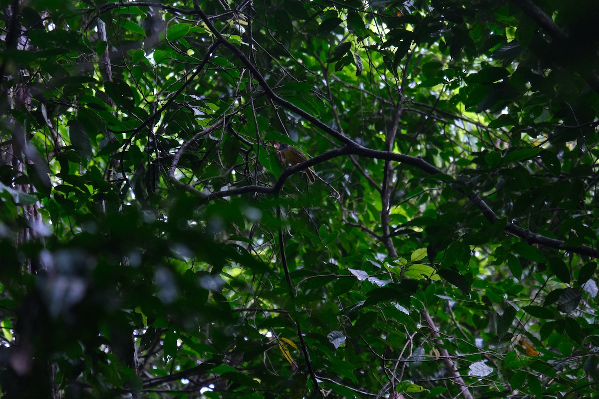 Short-tailed Babbler - Chris Anderson