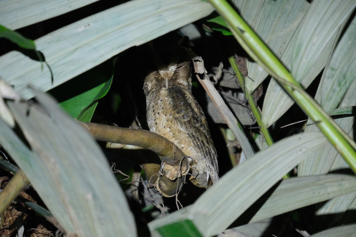 Sunda Scops-Owl - Chris Anderson