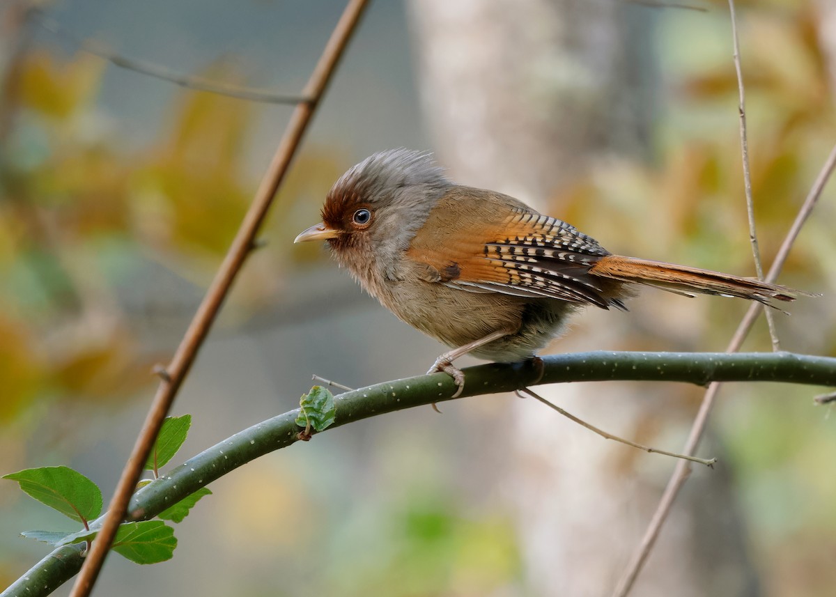 Rusty-fronted Barwing - ML619335706