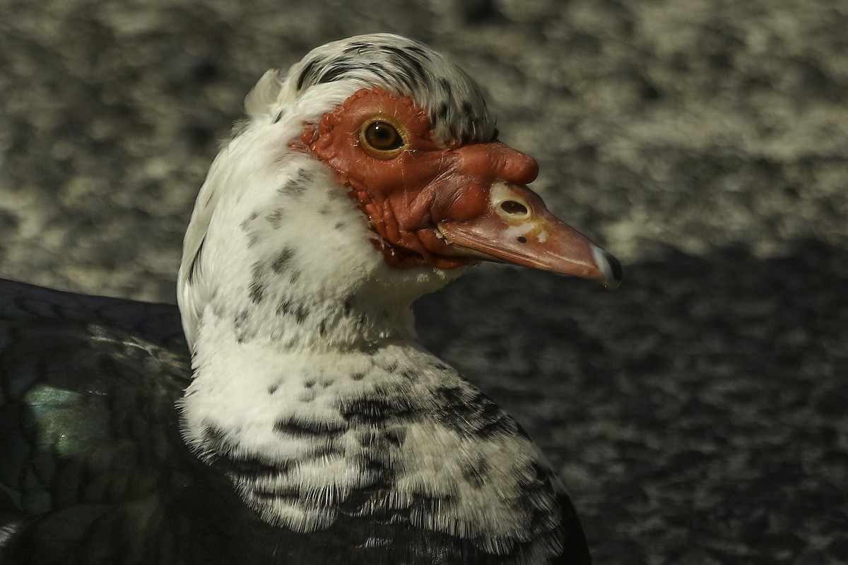 Muscovy Duck (Domestic type) - Chris Griffin