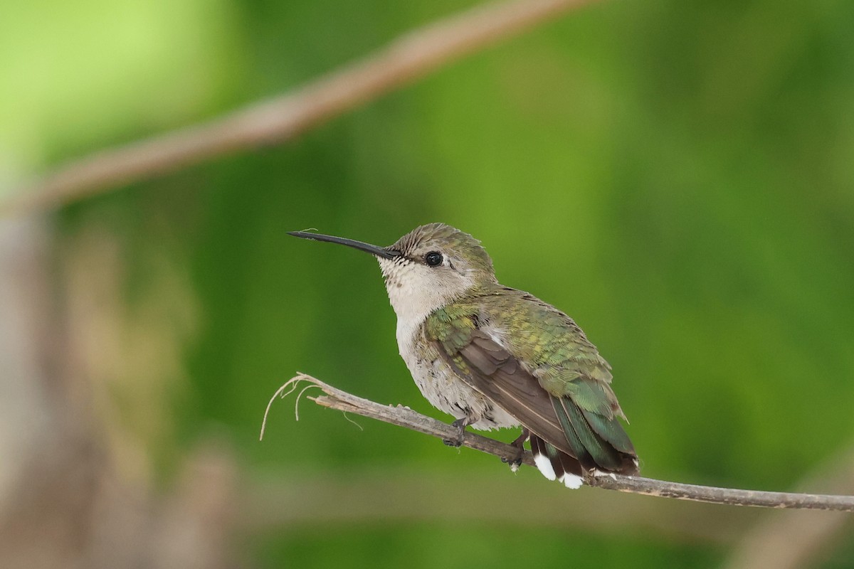 Costa's Hummingbird - Ian Thompson