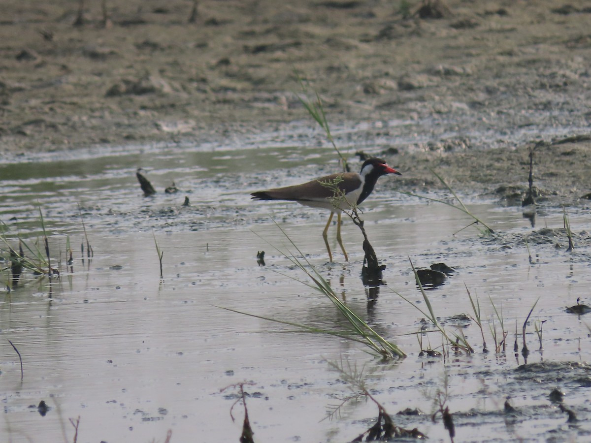 Red-wattled Lapwing - Md. Sumon Mia