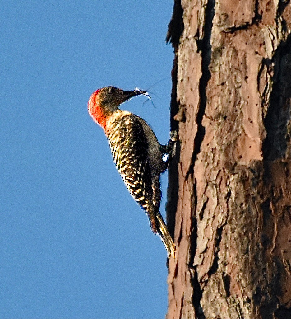 Red-bellied Woodpecker - Michael Brower