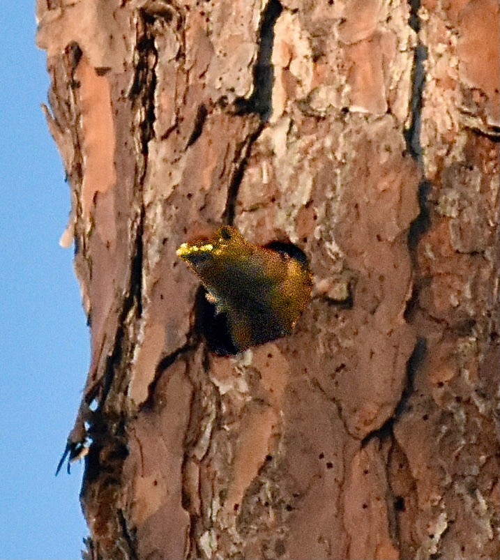 Red-bellied Woodpecker - Michael Brower