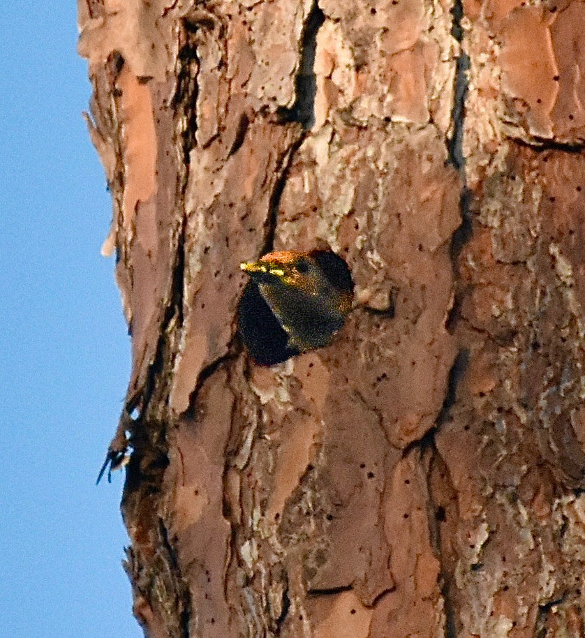 Red-bellied Woodpecker - Michael Brower