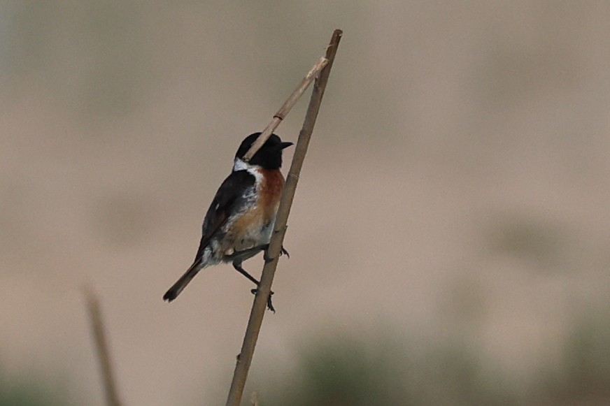 European Stonechat - Jose Leal