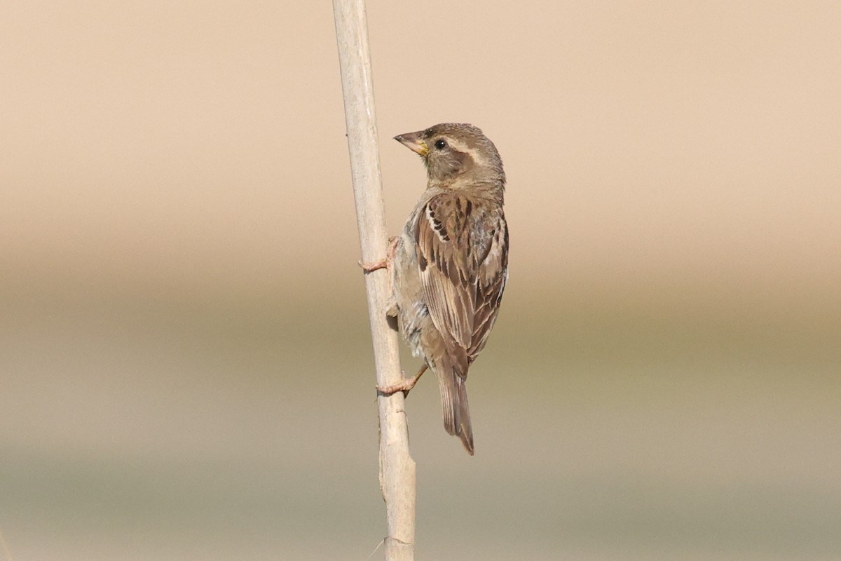 Eurasian Linnet - Jose Leal